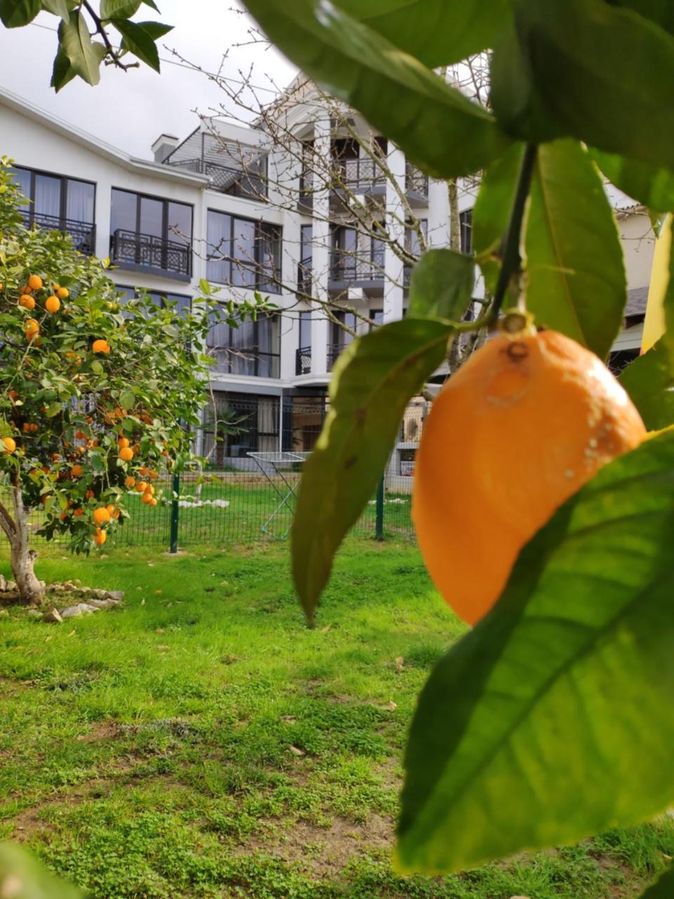 Gega Hotel Gagry Exterior photo